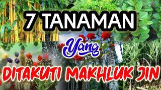 Tanaman yang Ditakuti Jin || Tanaman Pengusir Jin