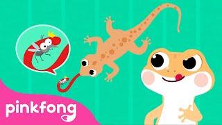 Cicak cicak di dinding | Lagu Anak Indonesia | Pinkfong Baby Shark