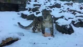 Here's How All The Animals Got In Dublin Zoo During The Snow Storm