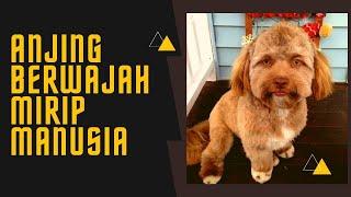 Viral Anjing Berwajah Mirip Manusia Hebohkan Warga Amerika Serikat - Unik