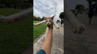 lagi jogging ada kucing ngikutin #anakkucinglucu #kucing #kucinglucu #lapanganbanteng #kucingmanja