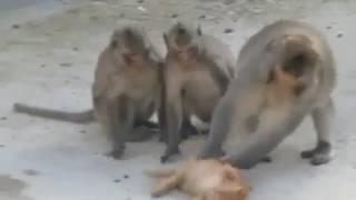 Monkey raped cat