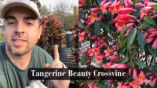 Tangerine Beauty Crossvine 