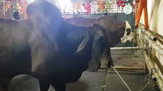 TWO BEST BULL IN BANGLADESH QURBANI 2022 @SadeeqAgro @biggestcowinbangladesh