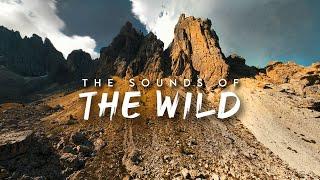 THE SOUNDS OF THE WILD | Cinematic FPV Short Film