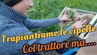 trapianto delle cipolle col trattore .....  finito male