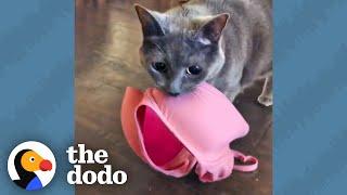 Cat's Favorite Things In The World Are Bras | The Dodo Cat Crazy