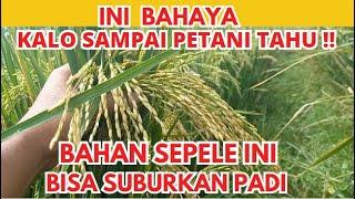 TAMBAHKAN BAHAN INI DI PUPUK !! BISA BIKIN PADI SUBUR 10X DARI BIASANYA