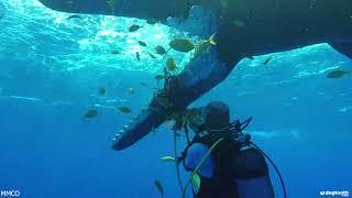 Scuba Diver Rescues Whale Friend with Ropes Tied Tightly Around Lower Jaw || Dogtooth Media
