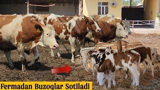 Fermadan Sotiladigan Simmental Va Golishteyn Buzoqlar ️+998 91 125 29 77