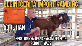 Begini caranya import kambing. cerita mbah katon - blitar.