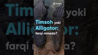 Timsoh va alligator farqi nimada ?