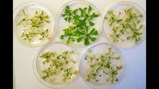 Probing the Health Molecules of Plants: The Weng Lab at Whitehead Institute