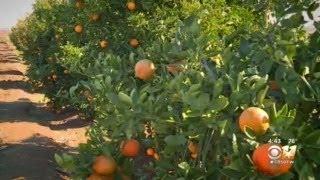 Gardening 101: Citrus Plants In Texas