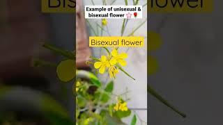 examples of unisexual and bisexual flowers 