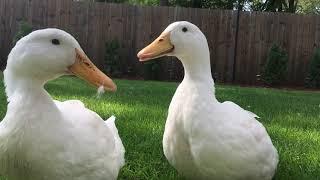 Male Drake and Female Pekin Ducks Quacking