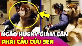 Thanh niên 'NGÁO HUSKY' tập thể dục để 'GIẢM CÂN' và cái kết phải cầu cứu Sen  Gâu Đần