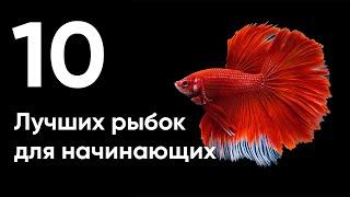 10 лучших рыбок для начинающих