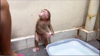 Baby monkey Miker eating fruit when mother busy clean his bottle