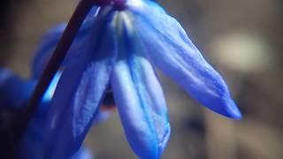 ПРОЛЕСКИ синие цветут (видео 2018)