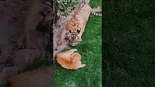 Ketika Kucing Oren Ketemu Harimau  #shorts #kucingoren #harimau