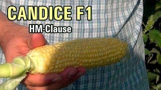 CANDICE F1 - Бесподобный вкус кукурузы на заморозку. Шоковая заморозка кукурузы (28-07-2018)