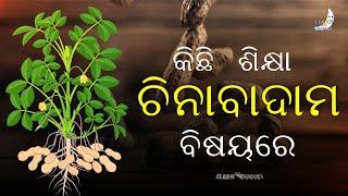 China Badam Facts | amazing facts in Odia | Peanut | #learnwithduguli