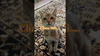 Chatur billi…a wise cat #gaming #animals #fun #action #cat #yt