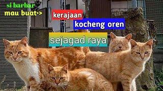 KUCING OREN |kelakuan  kocheng oren barbar