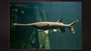 Chinese Paddlefish