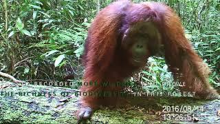 10 Years of Camera Trapping Research by Borneo Nature Foundation