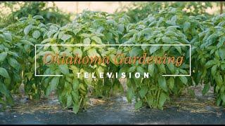 Basil Production on the Best of Oklahoma Gardening November 23, 2024