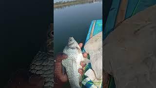 Hand  feeding giant fishing shortsbi Bida kk #shorts #shorts