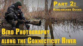 Bird Photography along the Connecticut River | Part 2: Ring-necked Ducks with the Nikon Z 9
