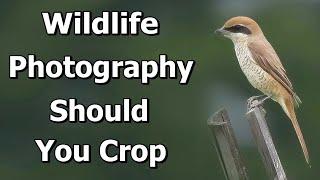 Wildlife Photography - Should You Crop