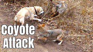 Coyote Attacks Cat -  Dog Saves Cat