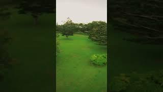 FPV 5 INCH ANALOG DRONE / CRUISING AROUND THE TREES #shorts #shortsvideo #foryou #fpv