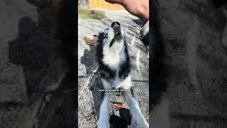 husky vs. golden retriever - which do you prefer?