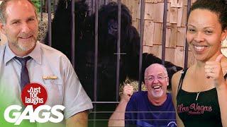 Best of Gorilla Pranks | Just For Laughs Compilation