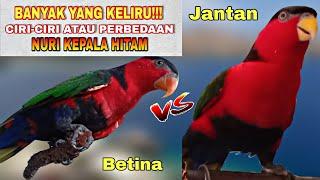 Ciri burung nuri kepala hitam jantan dan betina paling akurat yang wajib kalian tahu!!!