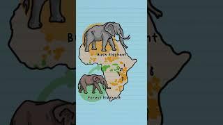 African Bush and Forest elephants are actually different species!