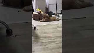 Funny Dog Reaction Video 2021 #Shorts