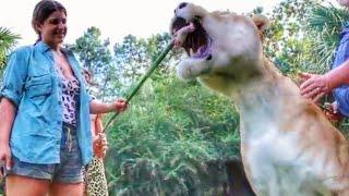 1,000 POUND LIGER ENJOYS SOME CHICKEN | Myrtle Beach Safari