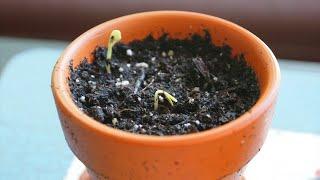 10 причин, почему не всходят семена? Как добиться прорастания семян?