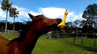 Funniest Horses  | BEST Compilation of 2025