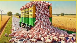 Transporting Millions Of Pigs This Way - How Europe And Asia Farmers Processing Millions Of Pigs