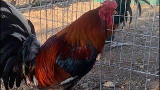 Unos  Gallos Cowan Roundhead #gamefowl #gallos #gallofino #aves