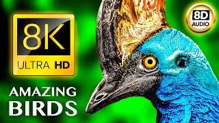 ERSTAUNLICHE VÖGEL 8K ULTRA HD • 8D AUDIO •