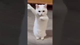 Cat dancing to Chinese song