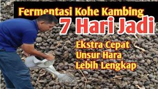 Cara Cepat Fermentasi Kohe Kambing: Siap Pakai dalam 7 Hari!